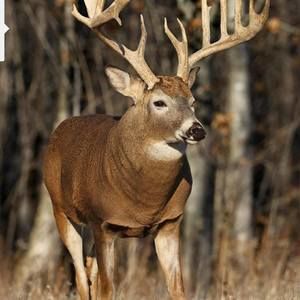 Meet your Posher, Joel